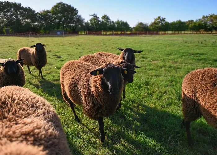 Sleep Space 1 - Green&tiny Spot An Der Schafweide